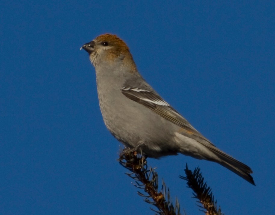 female pine grosbeak