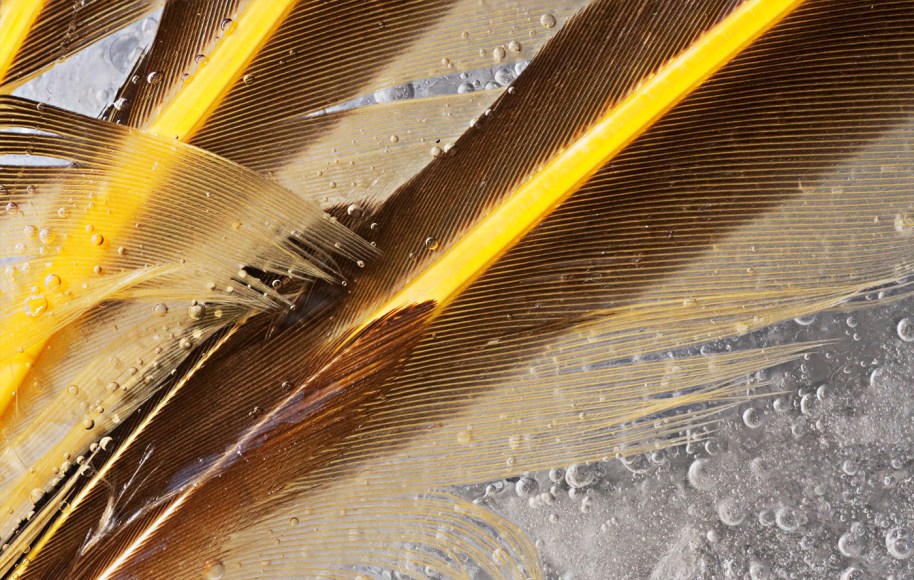 Macro of feathers in ice