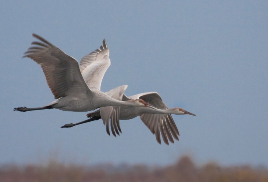 juveniles in flight