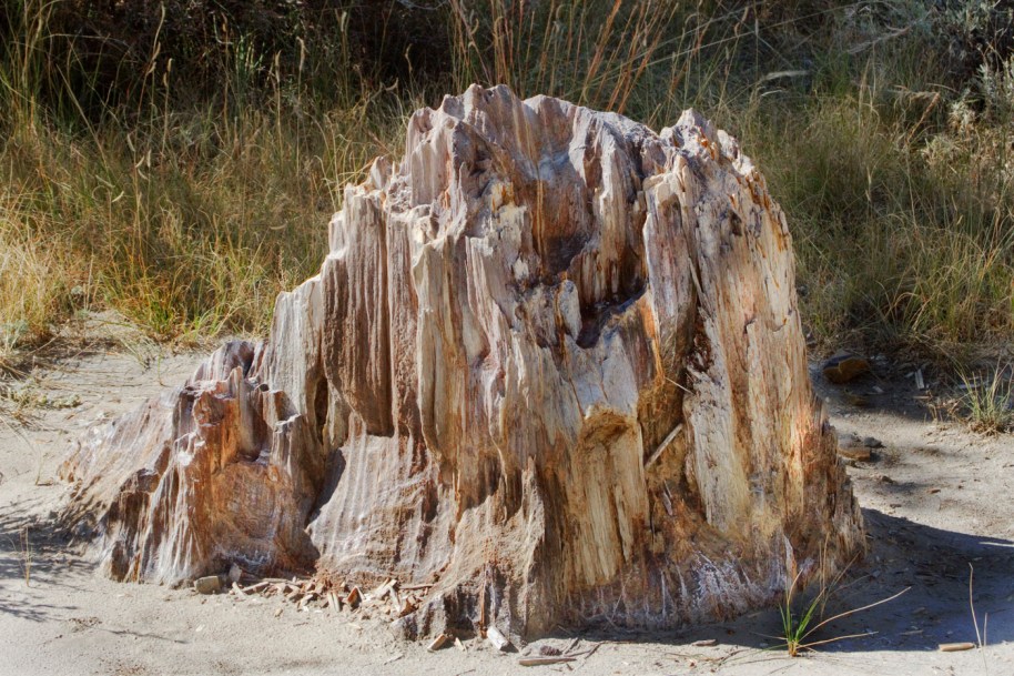 petrified stump