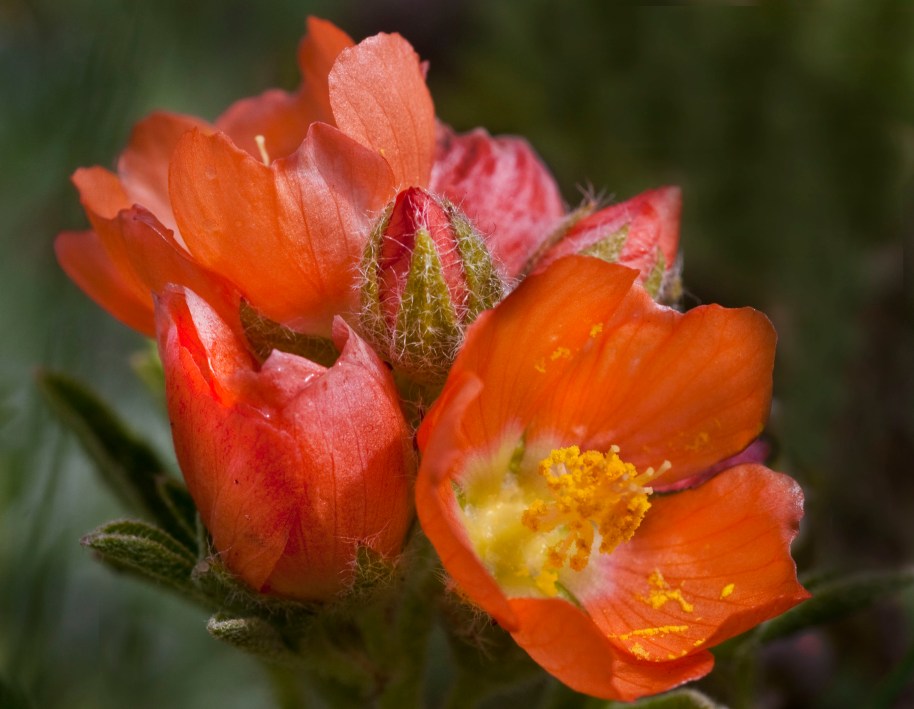 globe mallow