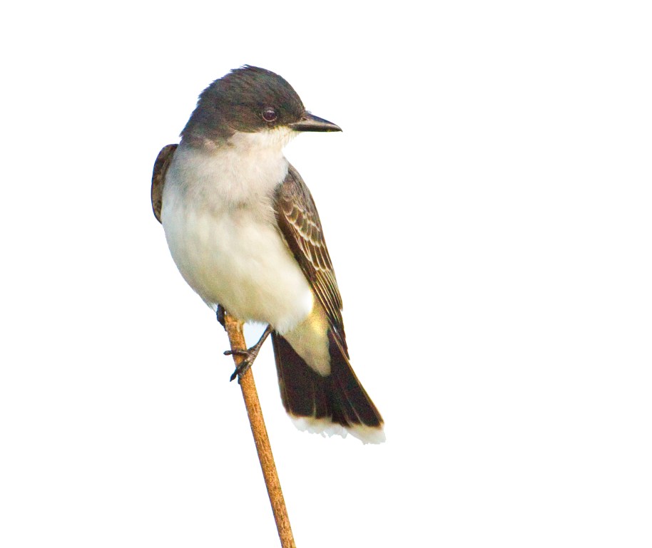 kingbird