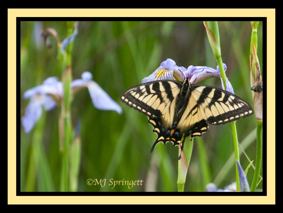 swallowtail