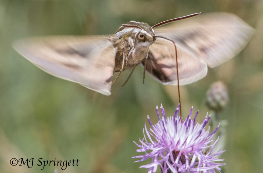hummingbird moth2