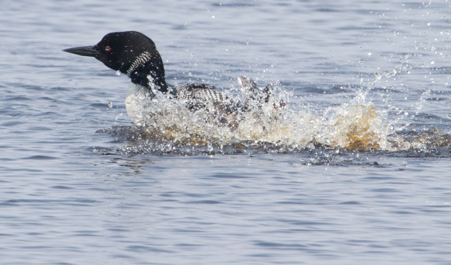 loon splash