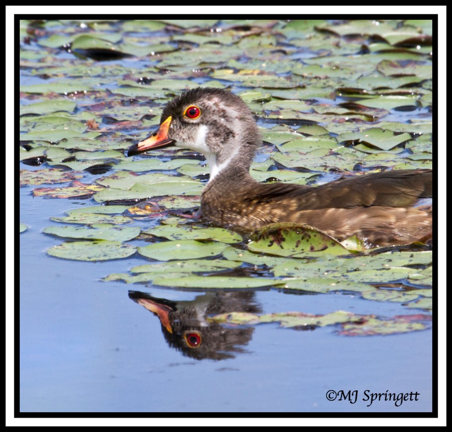 male wood duck summer