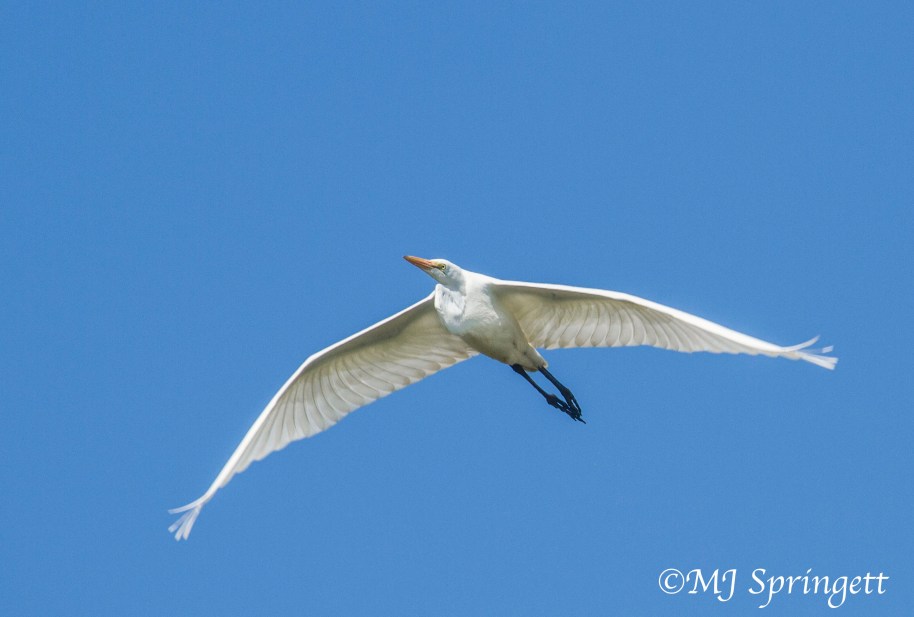 blur egret in flight