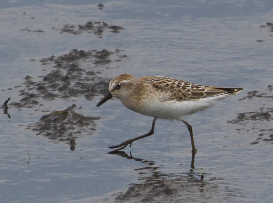 stepping sandpiper