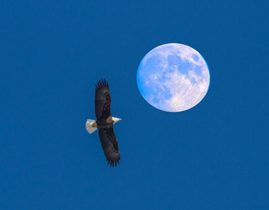 eagle on the moon