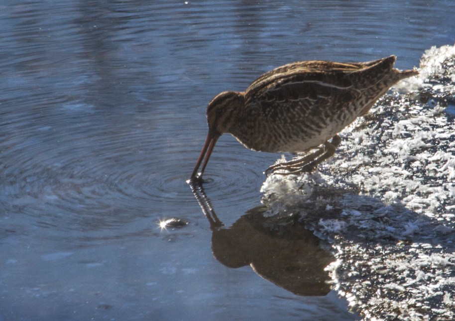 snipe winter