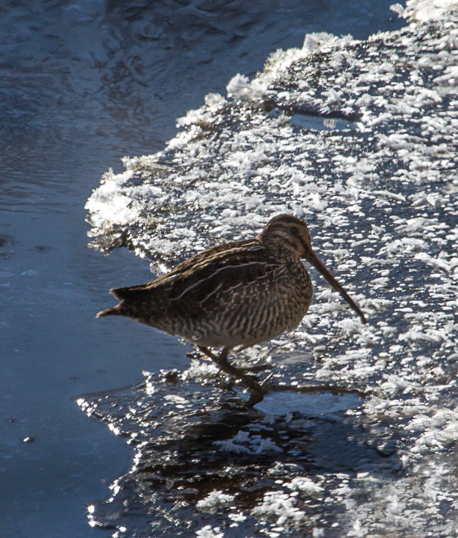 winter snipe2