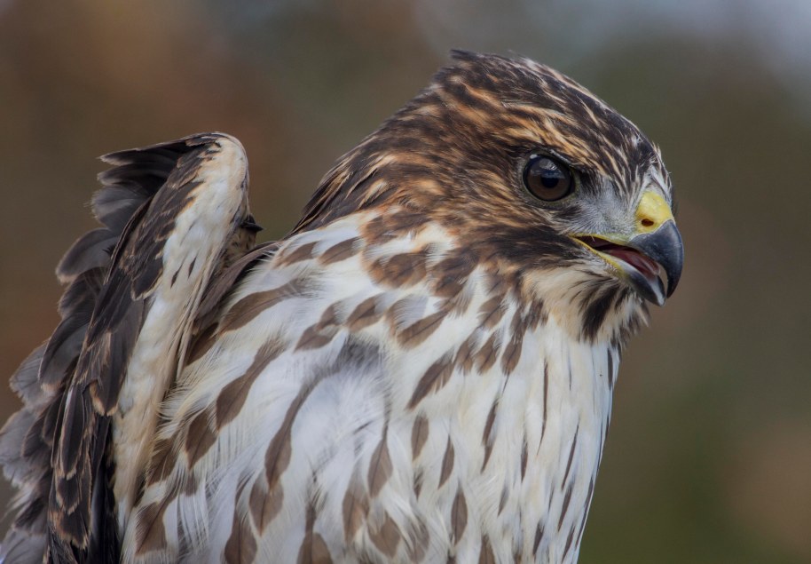 bw portrati as is from raw