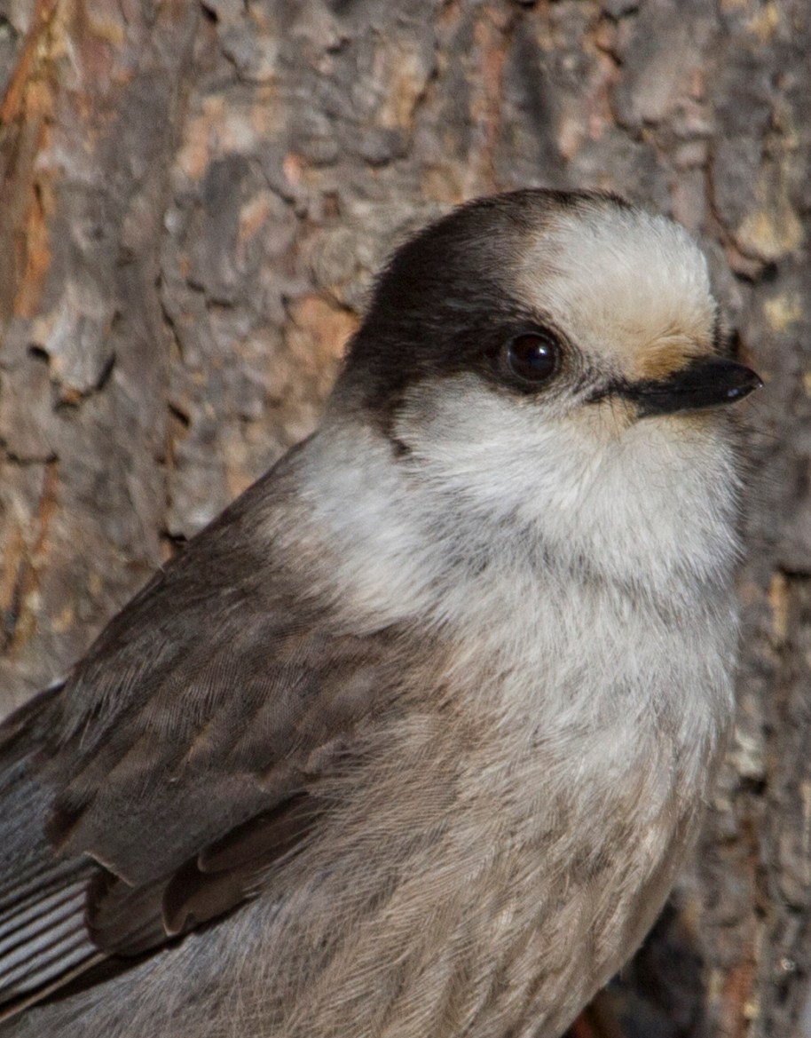 gray jay winter