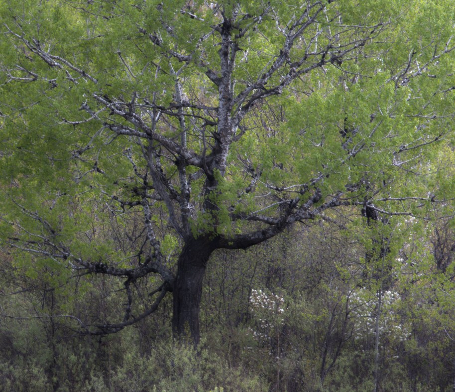 hdr tree