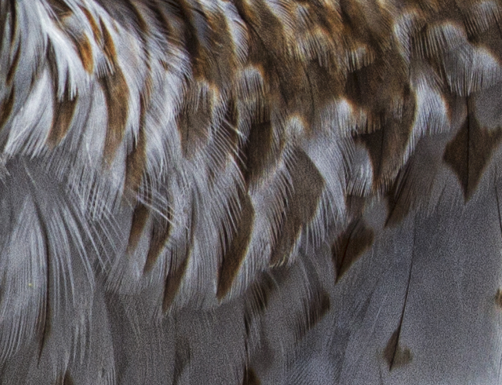 redtail secondary coverts