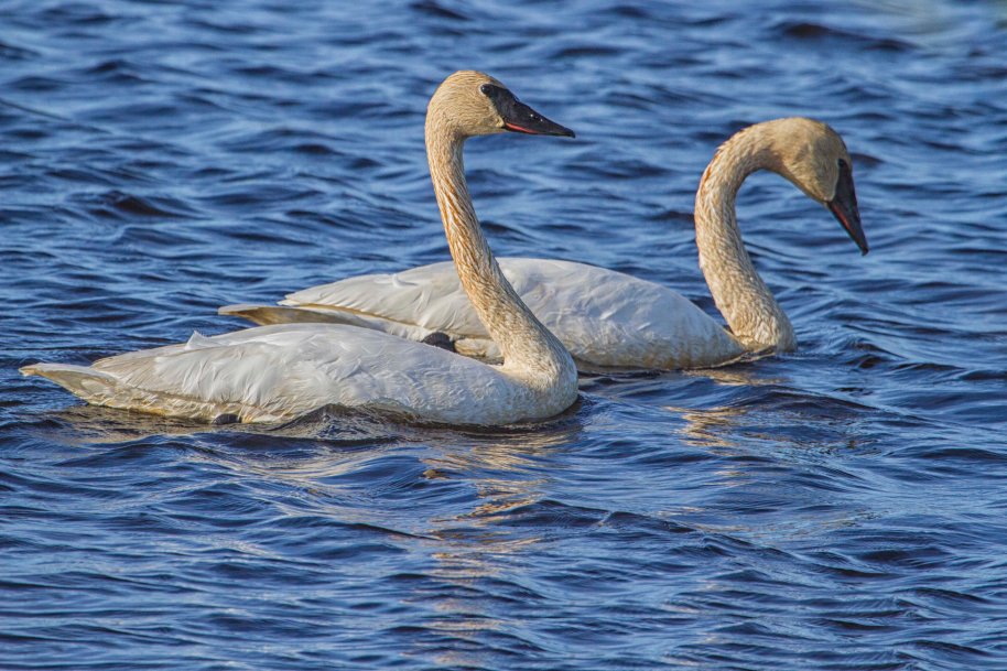 rough water swans