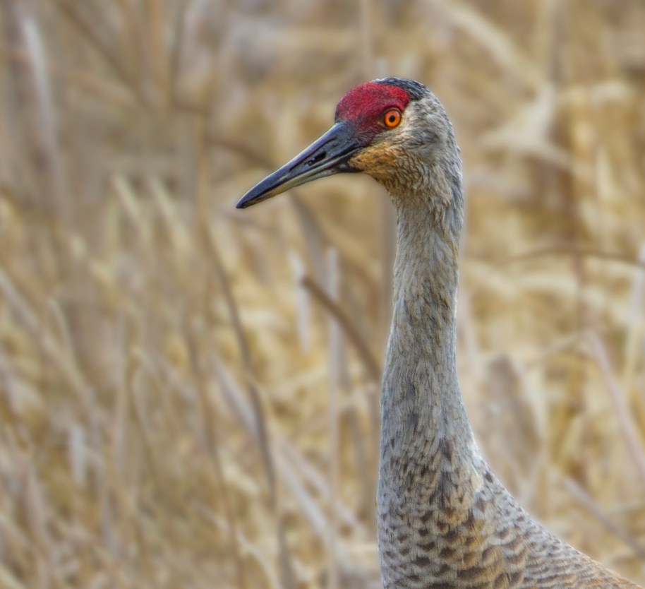 sandhill face detailed