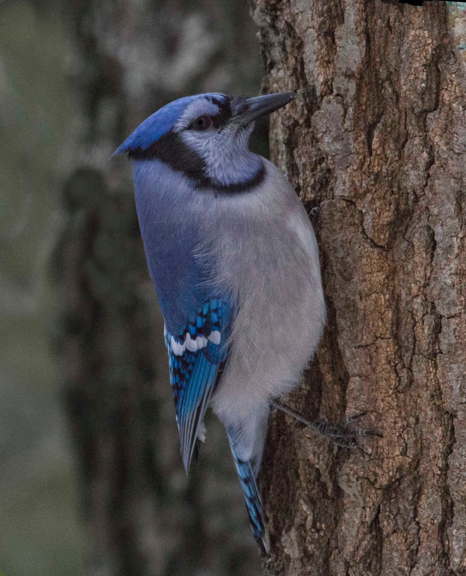 blue jay