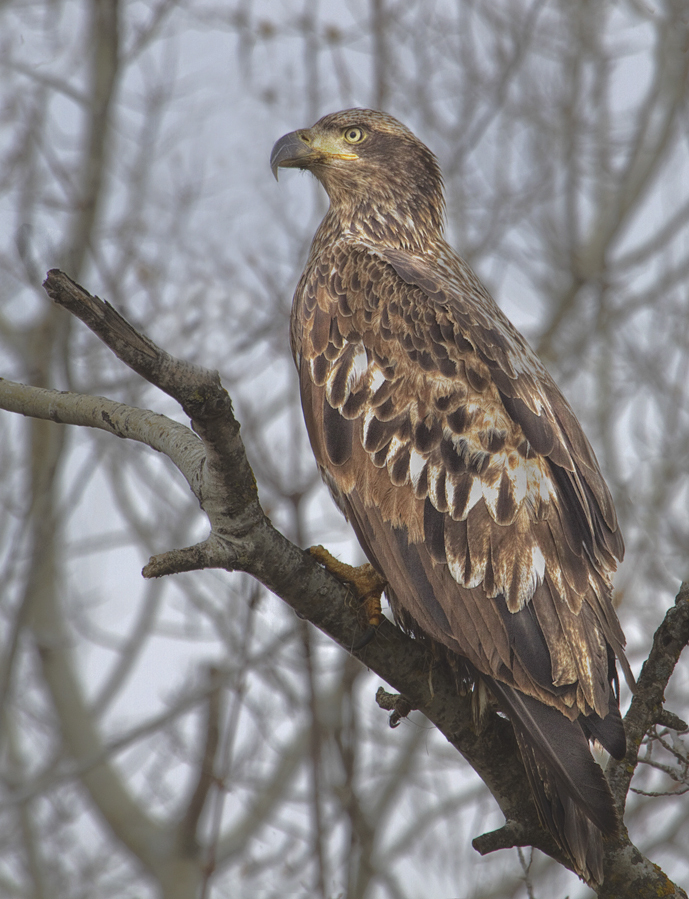 immature bald eagle