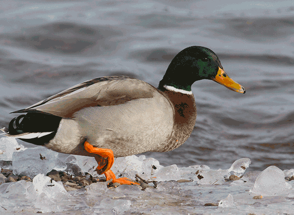 male-mallard