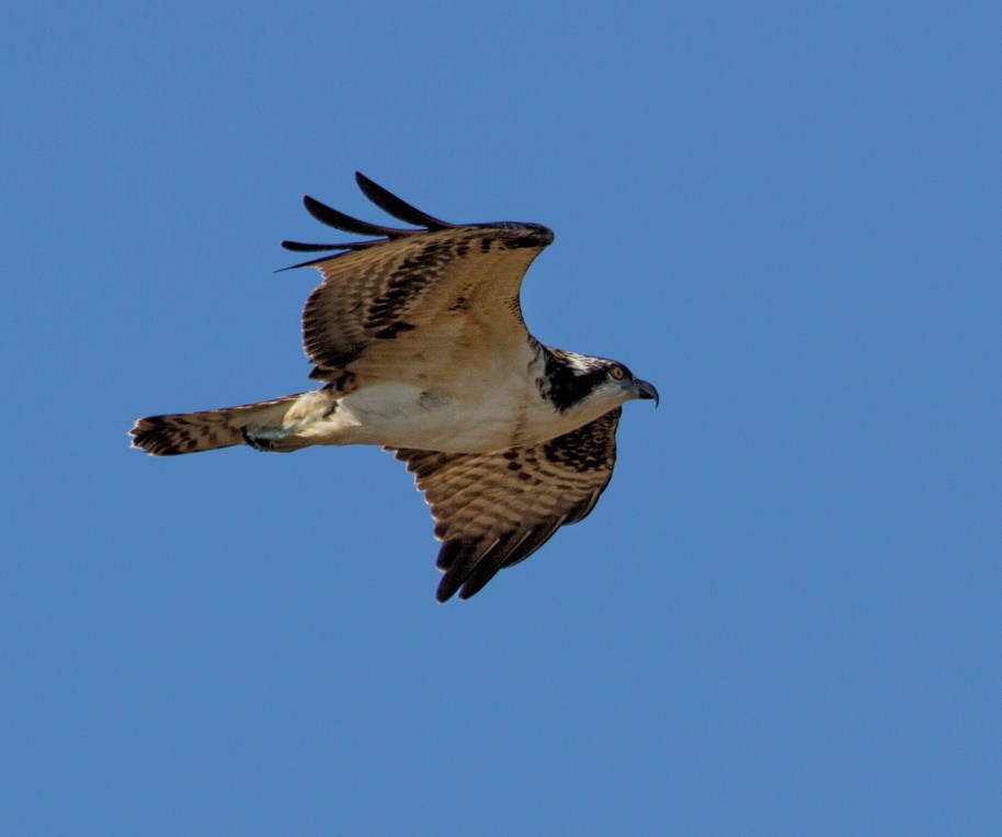 osprey hawk ridge