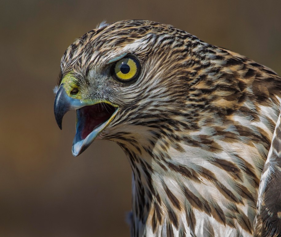 sassy goshawk