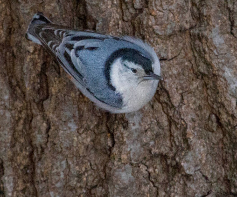 white nuthatch