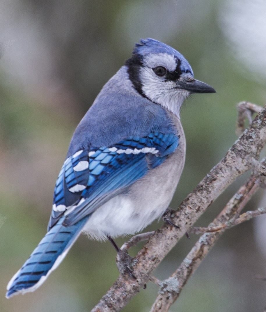 blue-jay-branch