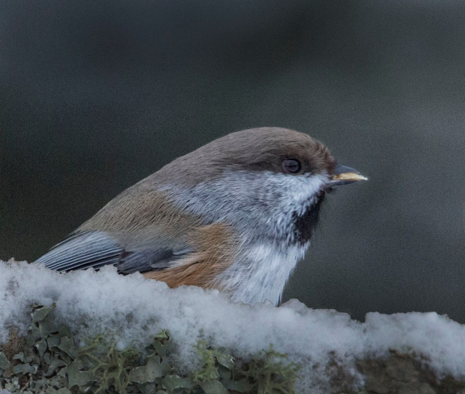 boreal chickadee 2013