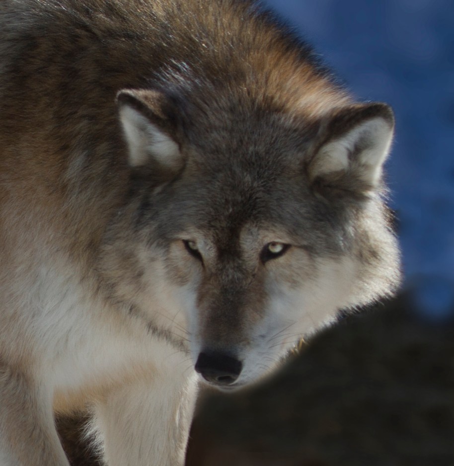 denali wolf iwc