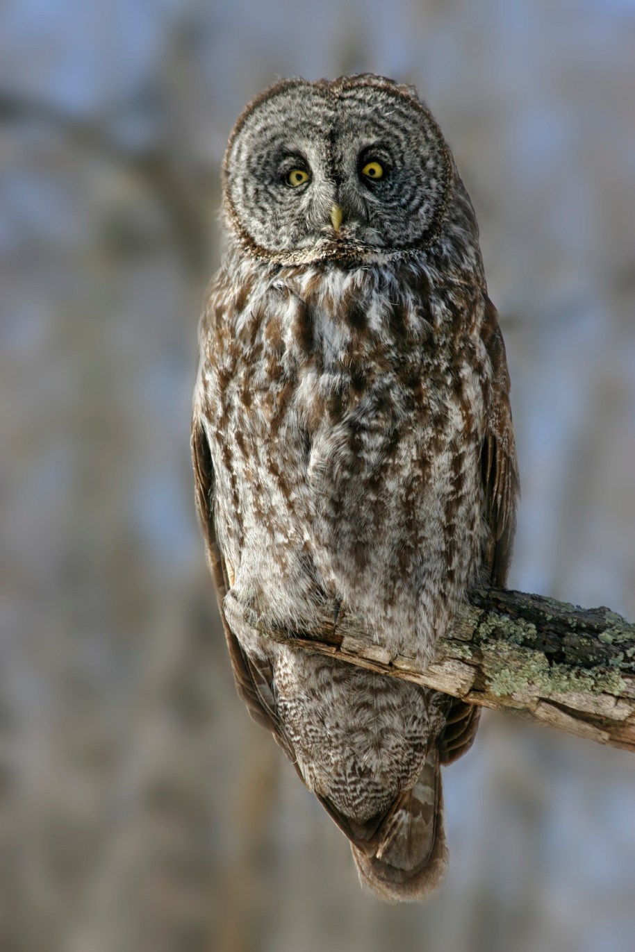 gray old owl