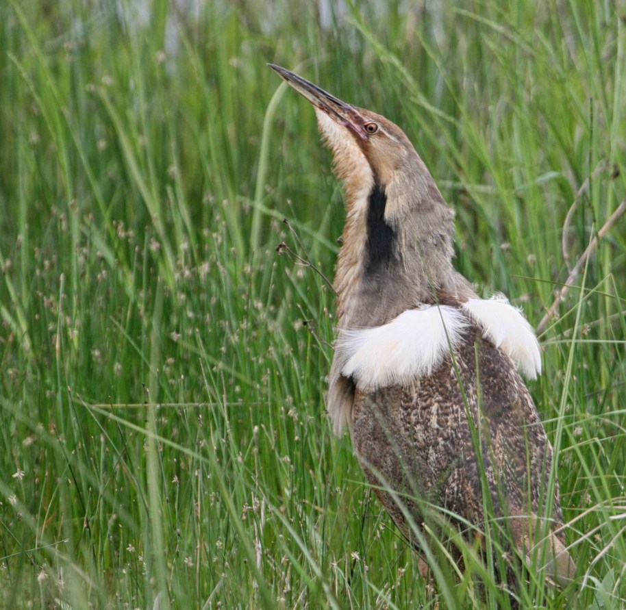 American Bittern-spring male
