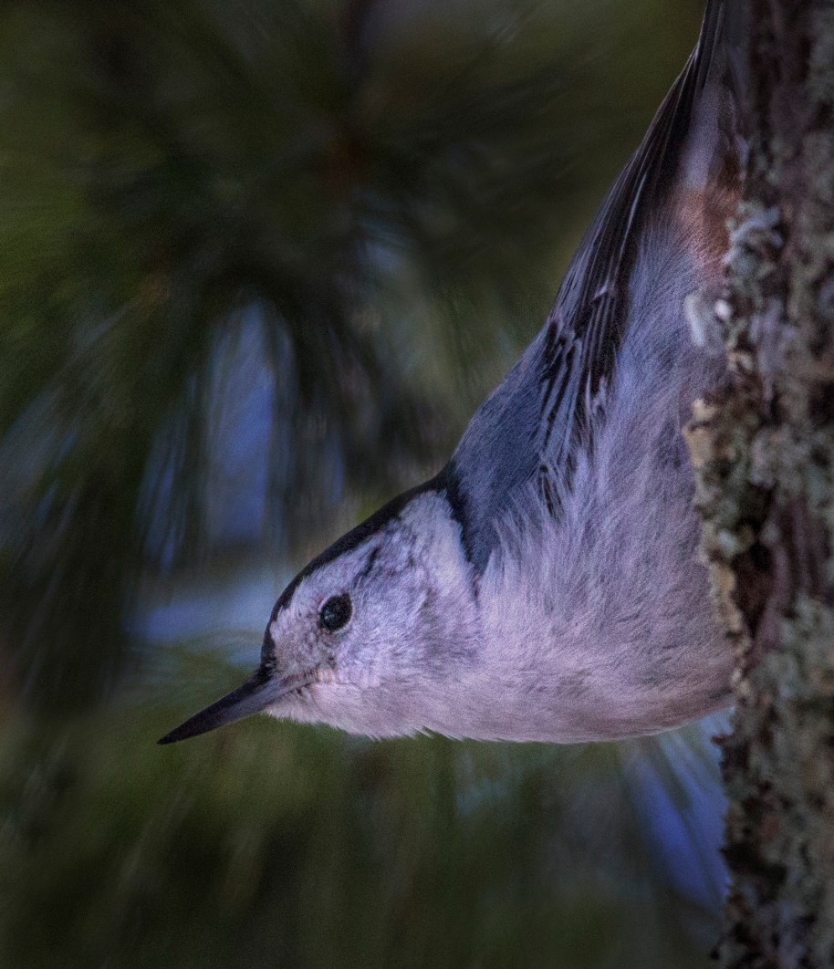 nuthatch white