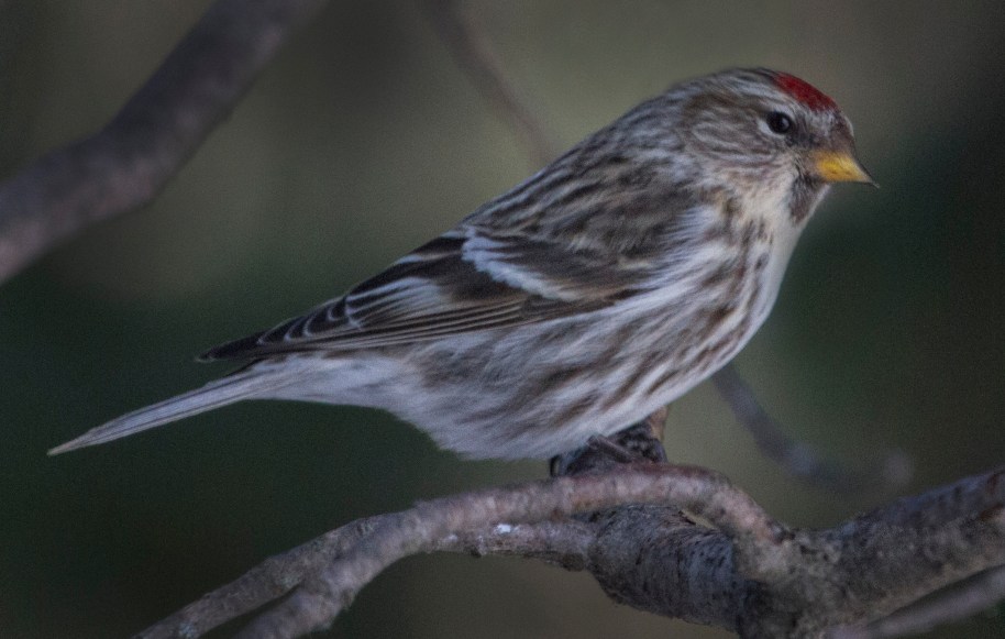 redpoll crex