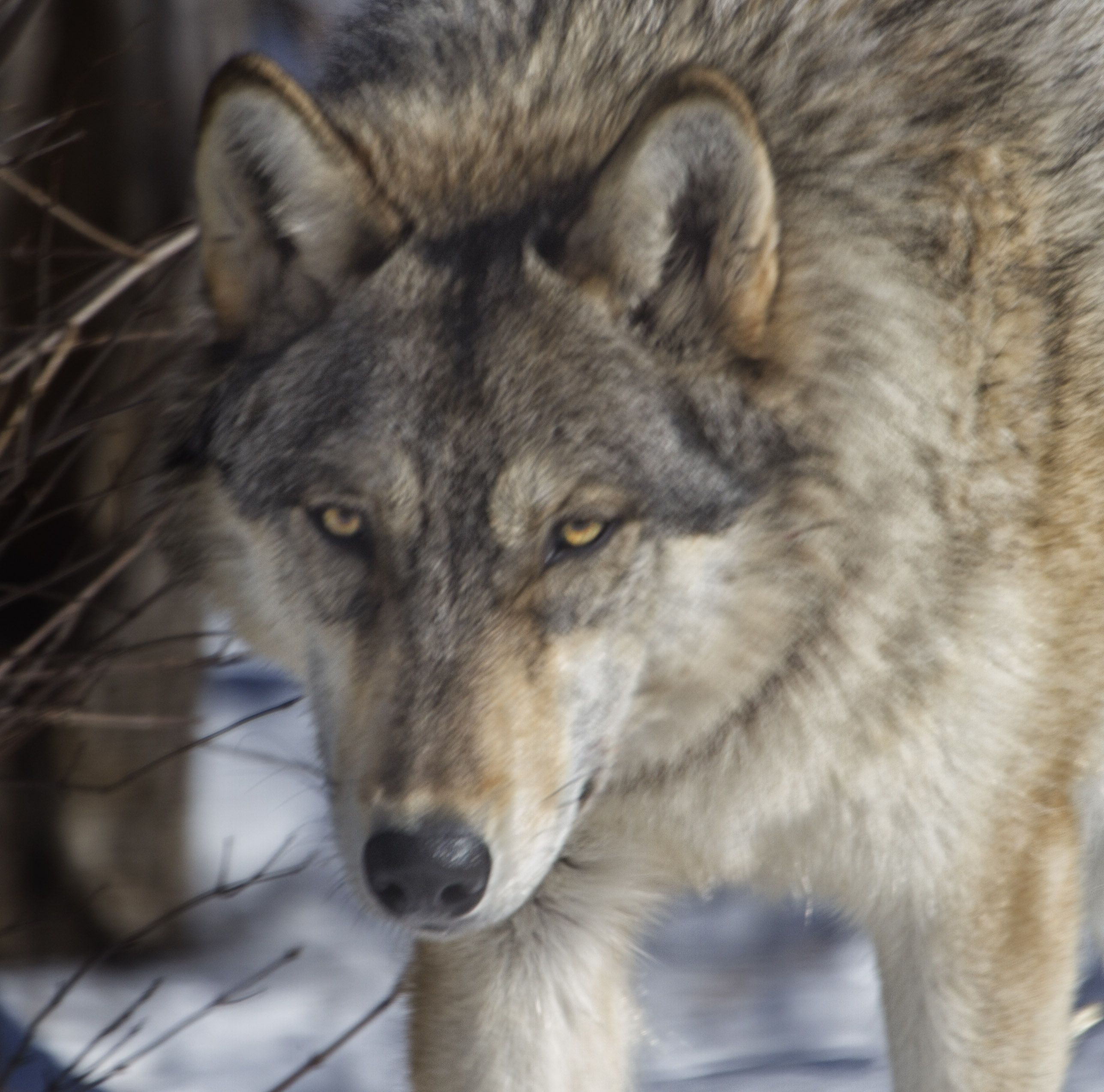 The Hunting Eye | MJ Springett, image size:2576x2548