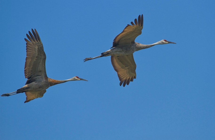 cranes show