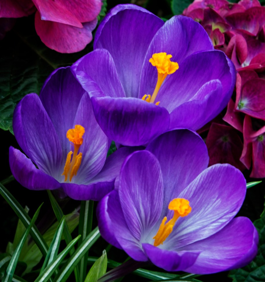 crocus