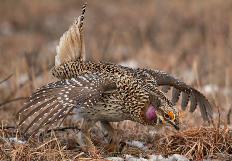Dancing Sharptail Grouse- male-3