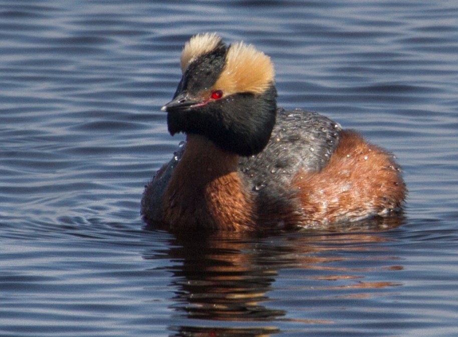 horned grebe