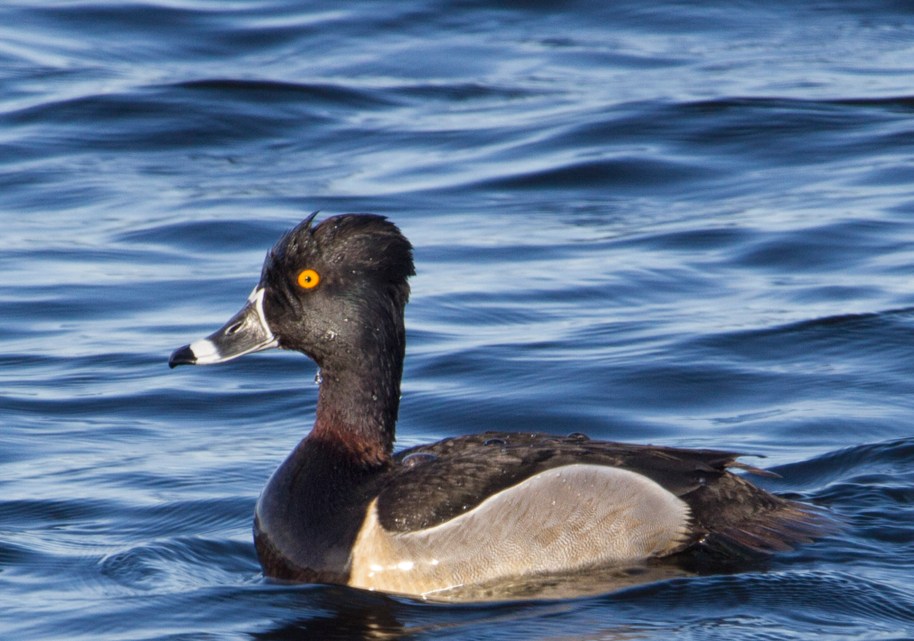 male ring neck duck