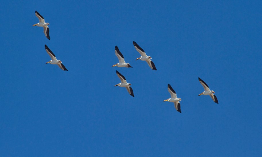 pelican flight spring