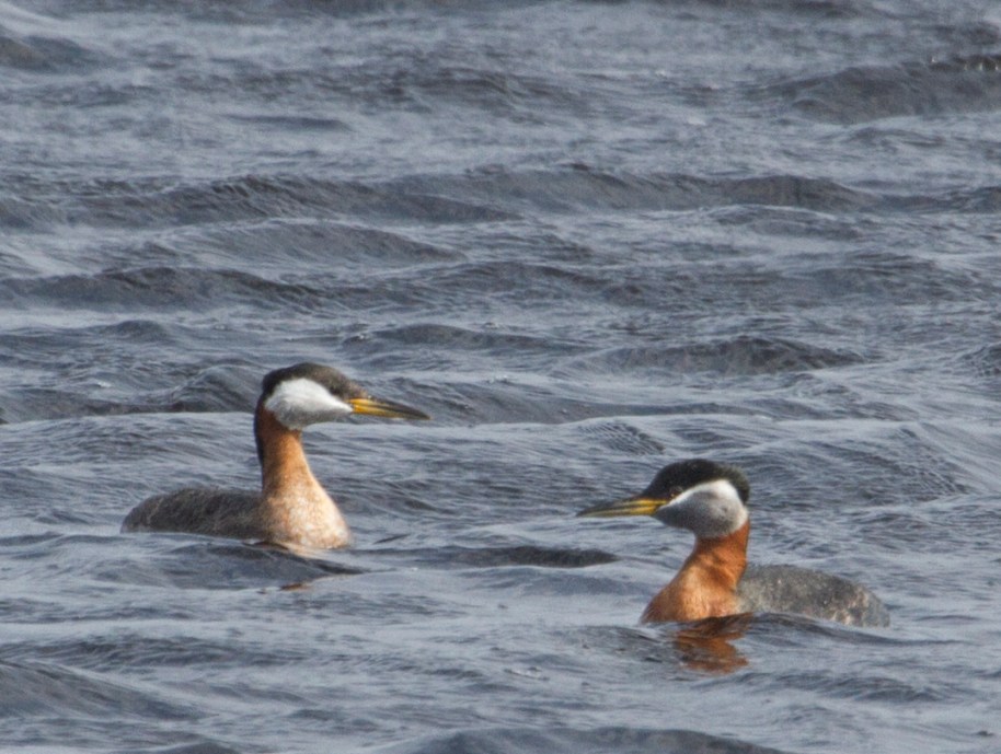 red neck grebes