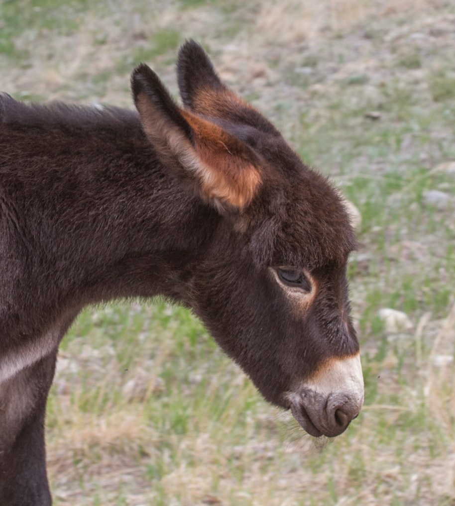 baby wild burro