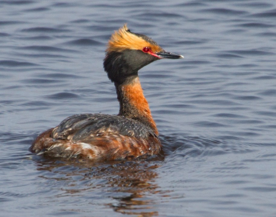 horned grebe5