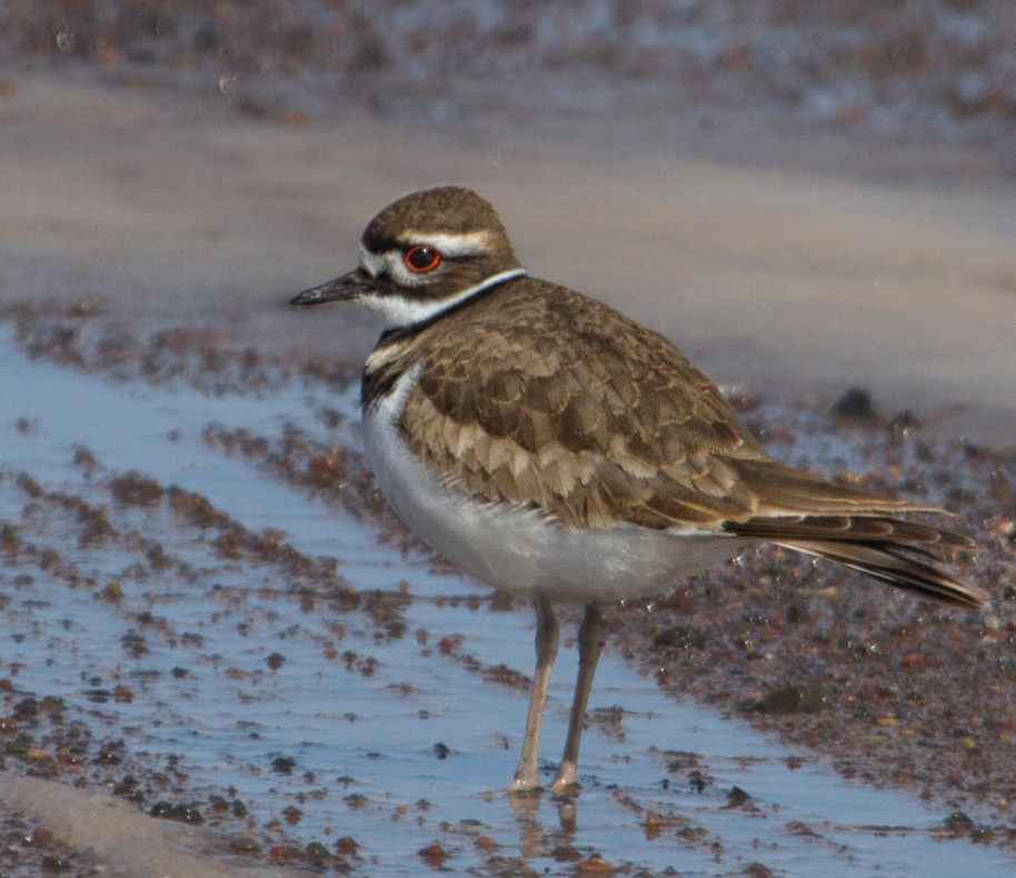 killdeer