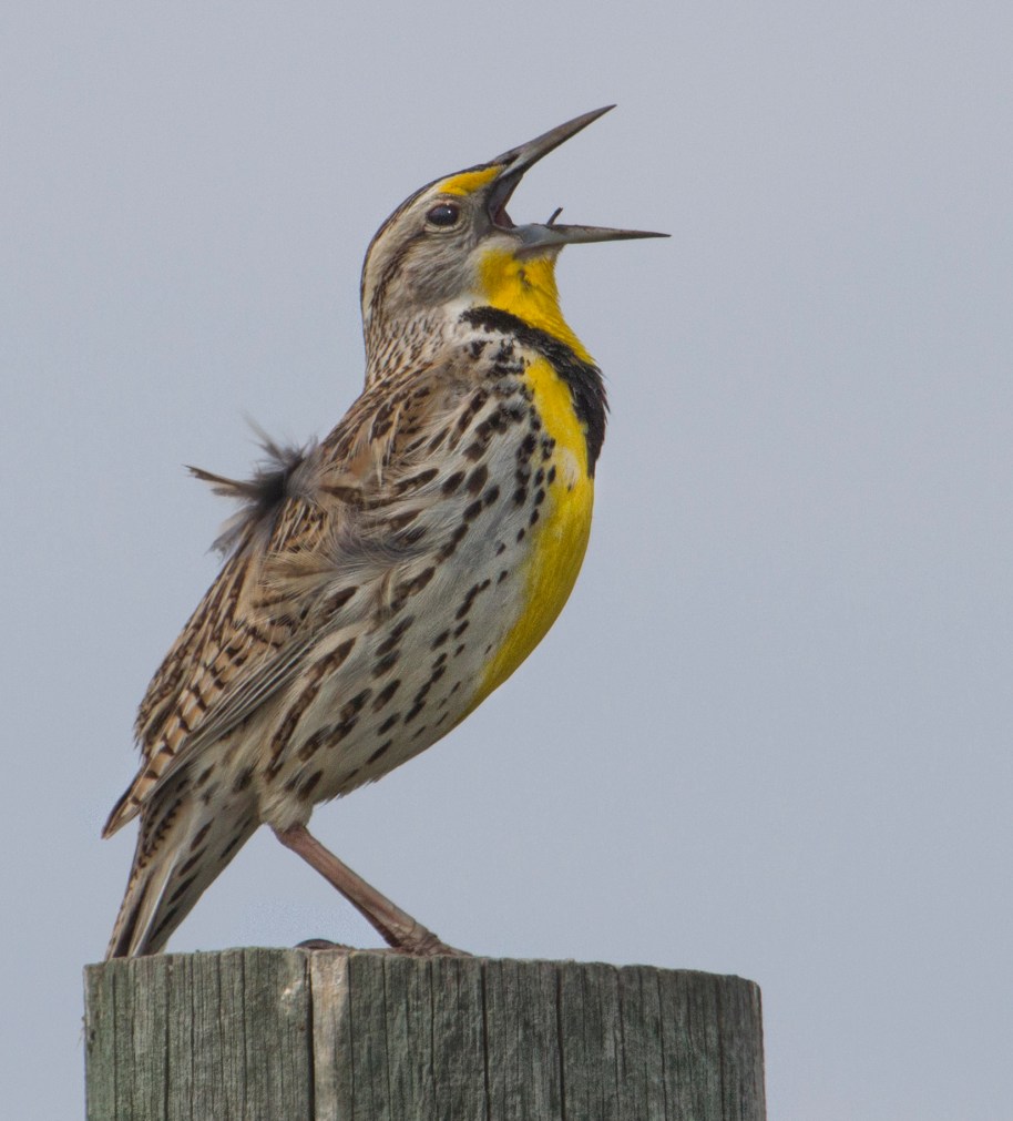 meadowlark 3