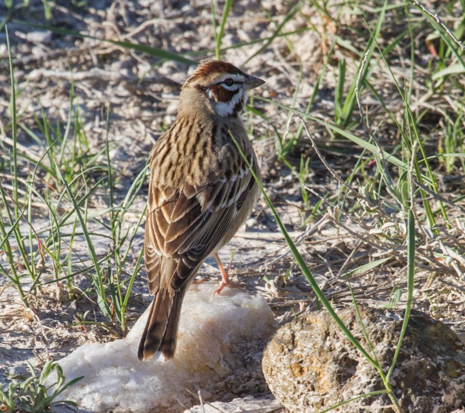 sd lark sparrow