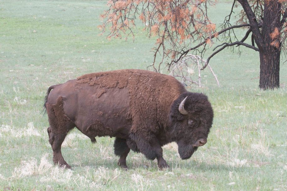 bison bull custer