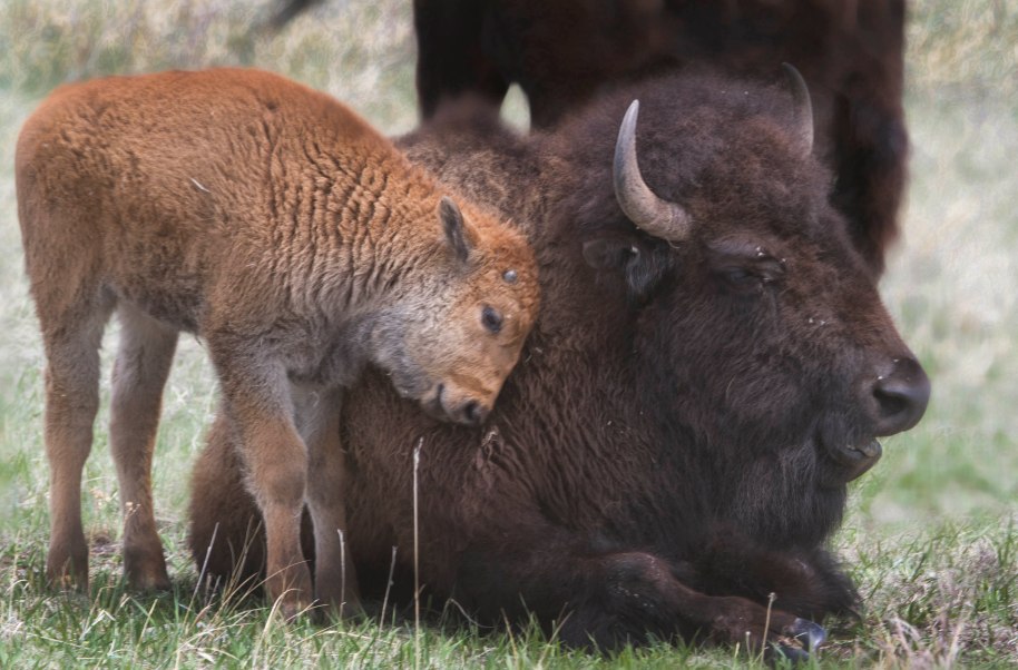 bison mom and child