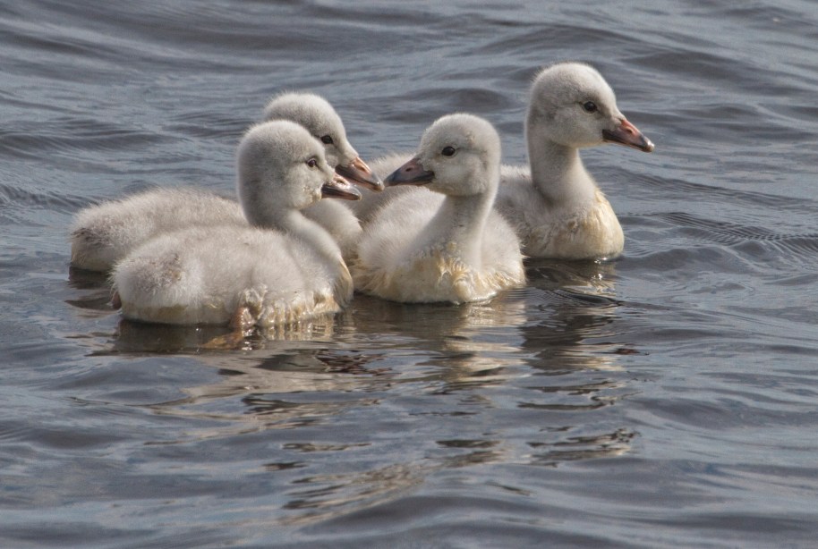 cygnets2